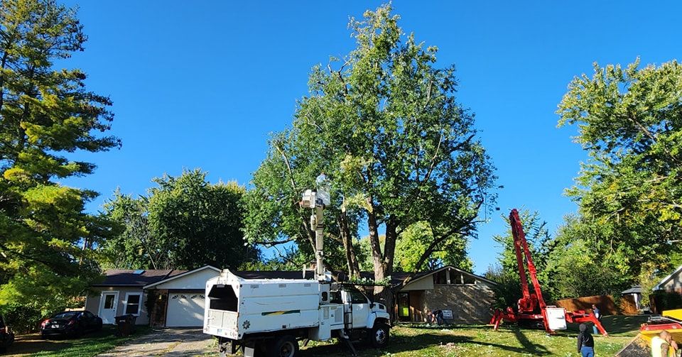 Tree Trimming and Removal for F & F Tree Service in Beavercreek, OH