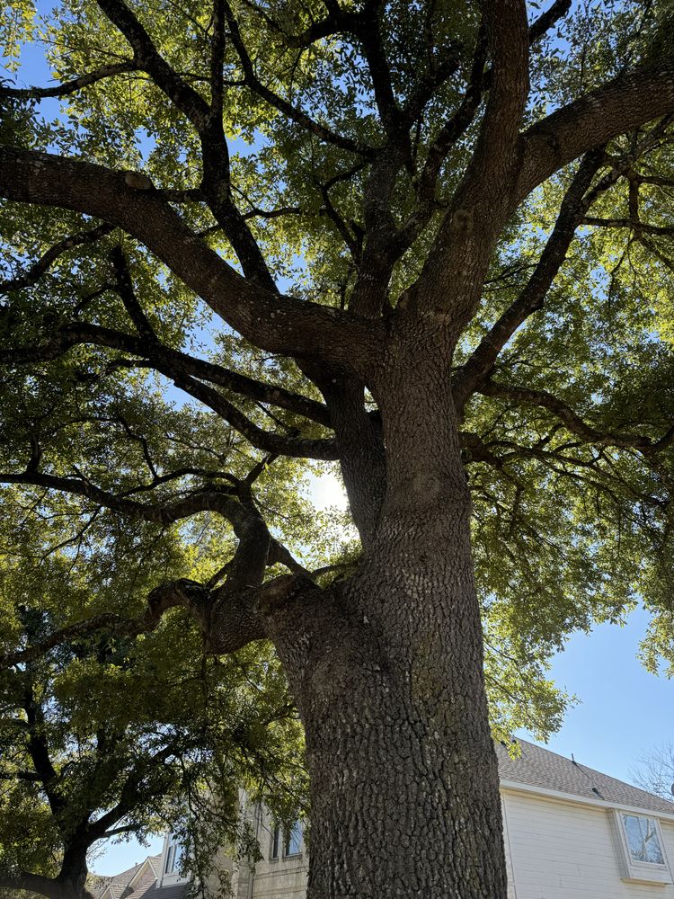 All Photos for Braun Tree Service in Floresville, Texas