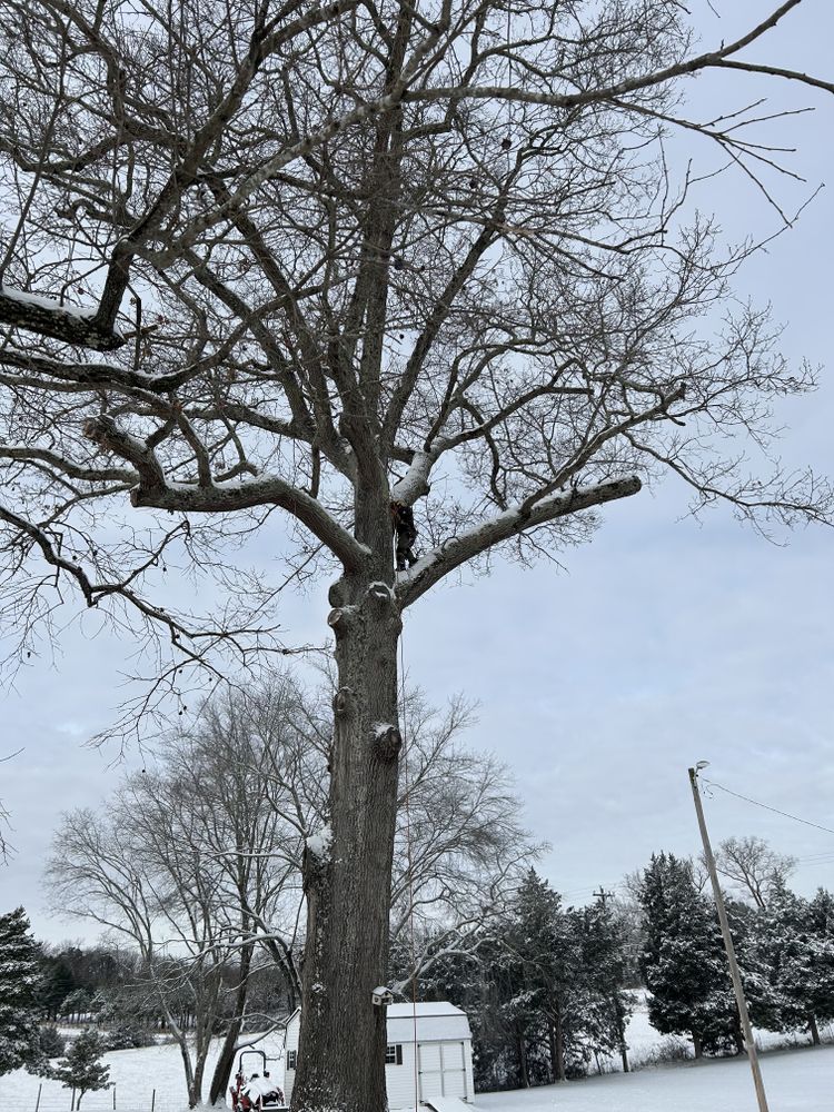 All Photos for Smith Tree Experts in Palmyra, VA