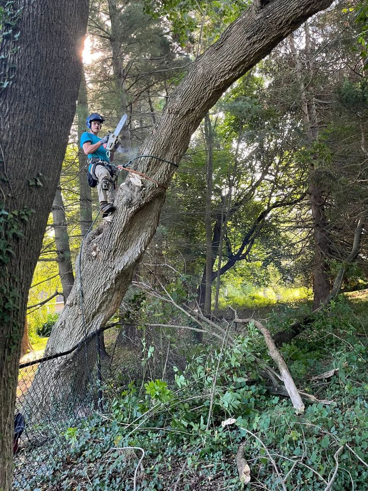 Tree ReLeaf team in Manalapan, NJ - people or person