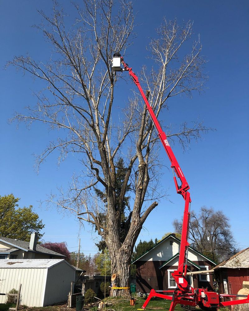All Photos for AP Tree Service in Colbert, WA