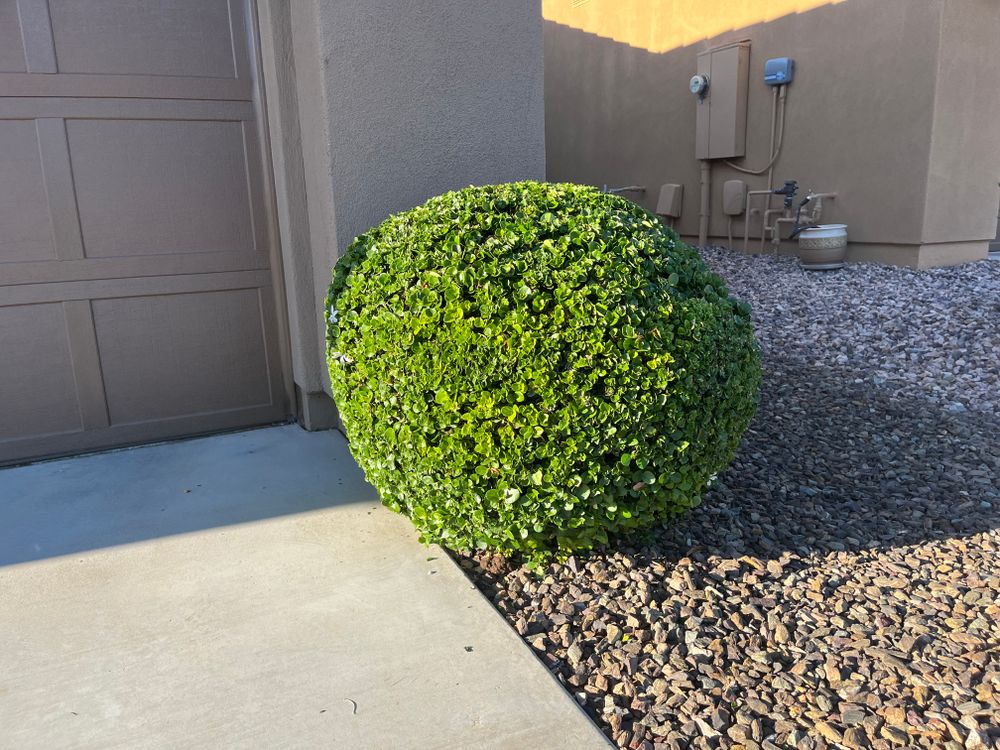 All Photos for Grand Canyon State Landscape Inc. in Surprise, AZ