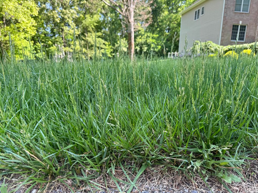 All Photos for Perillo Property Maintenance in Hopewell Junction, NY