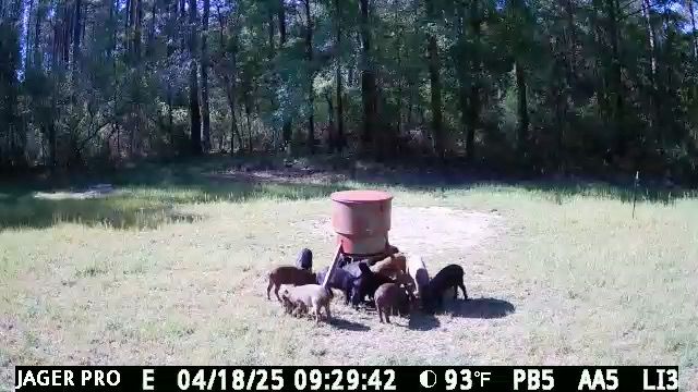 All Photos for Havoc Hog Control in Molino, FL