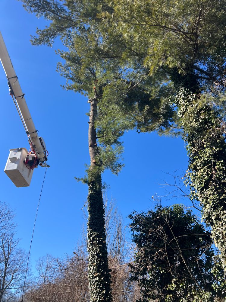 Tree Removal for Ground To Sky Tree Care in Asheville, North Carolina