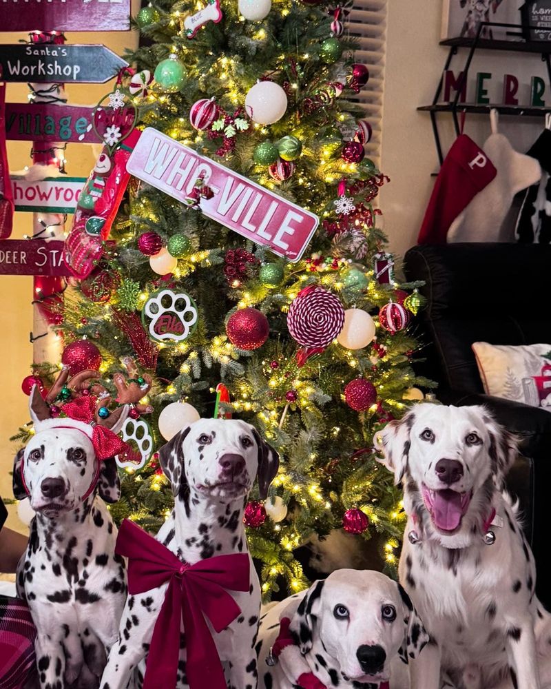 All Photos for Mora’s Lawn Services in Crowley,  TX