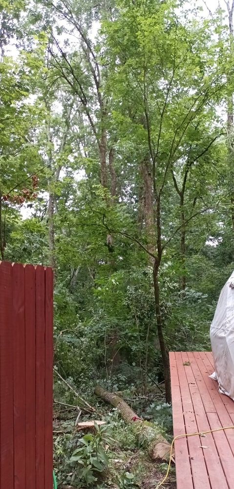 Our Storm Clean Up service efficiently removes fallen trees and debris, ensuring safety and restoring your property's beauty after severe weather. Trust our skilled team to handle clean-up quickly and professionally. for Pro Tree Guy in Winchester, TN