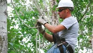 All Photos for Brothers Tree Service in Burnsville, NC