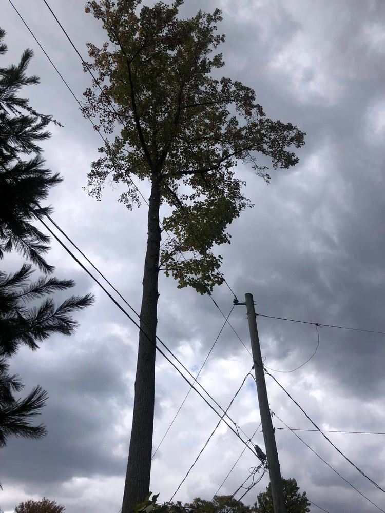 All Photos for All American Tree Services LLC in Dallas, PA