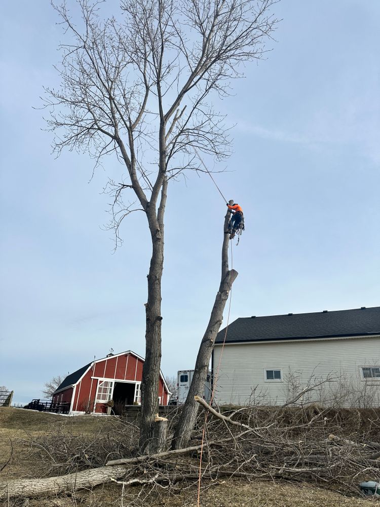 All Photos for Cross Family Tree Service in Kearney, MO