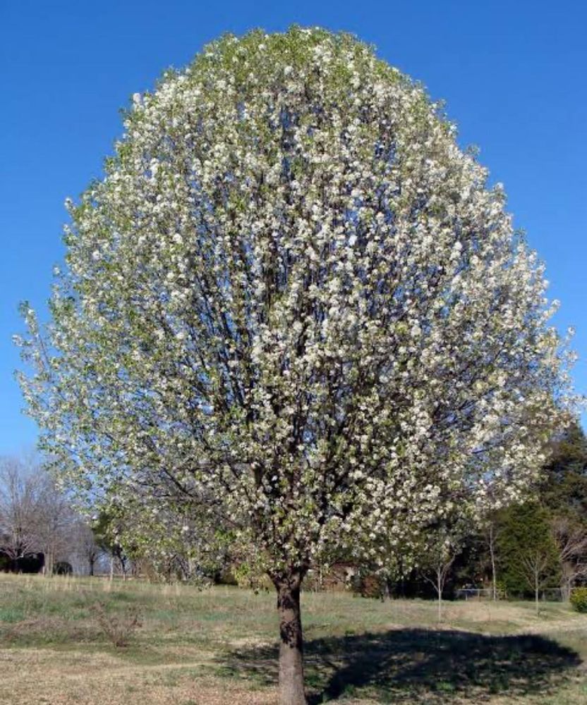 All Photos for Brooks Tree Service in Casar, NC