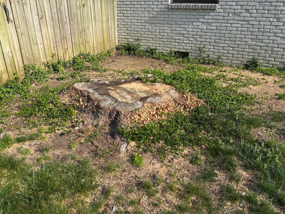 All Photos for Conrad's Stump Removal in Columbus, IN