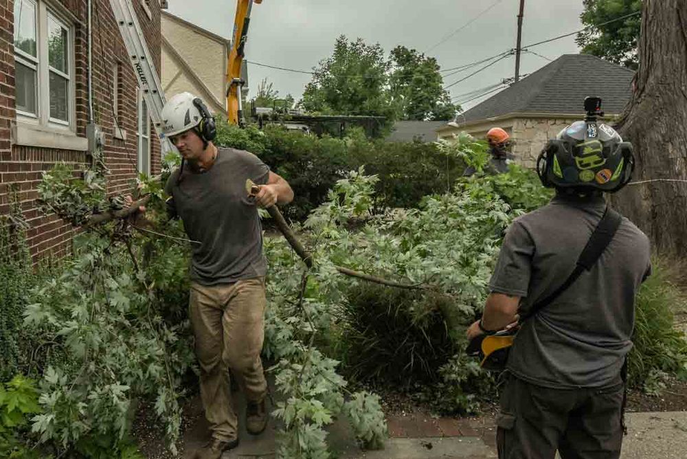 Our professional Tree Removal service safely and efficiently eliminates unwanted trees from your property, enhancing safety, aesthetics, and overall landscape health. Contact us today for a free consultation. for Forester Tree Care in Tool,  TX