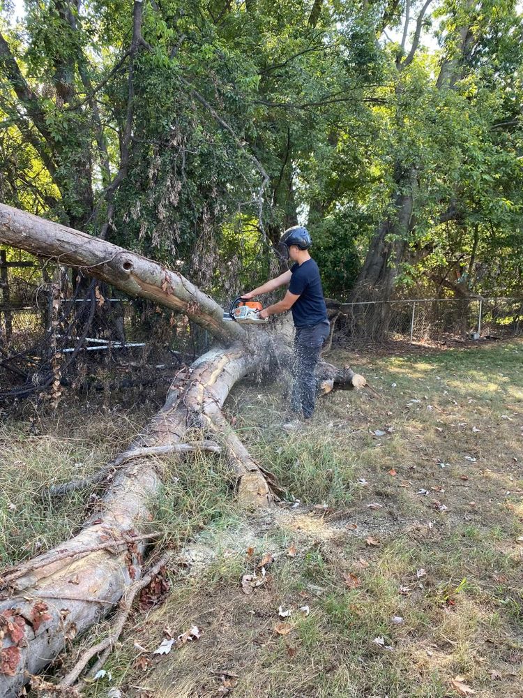 Tree Removal for Huntsville Tree Service in Huntsville, AL