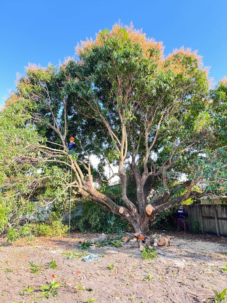 All Photos for Sam's Tree Service in Miami Beach,  FL