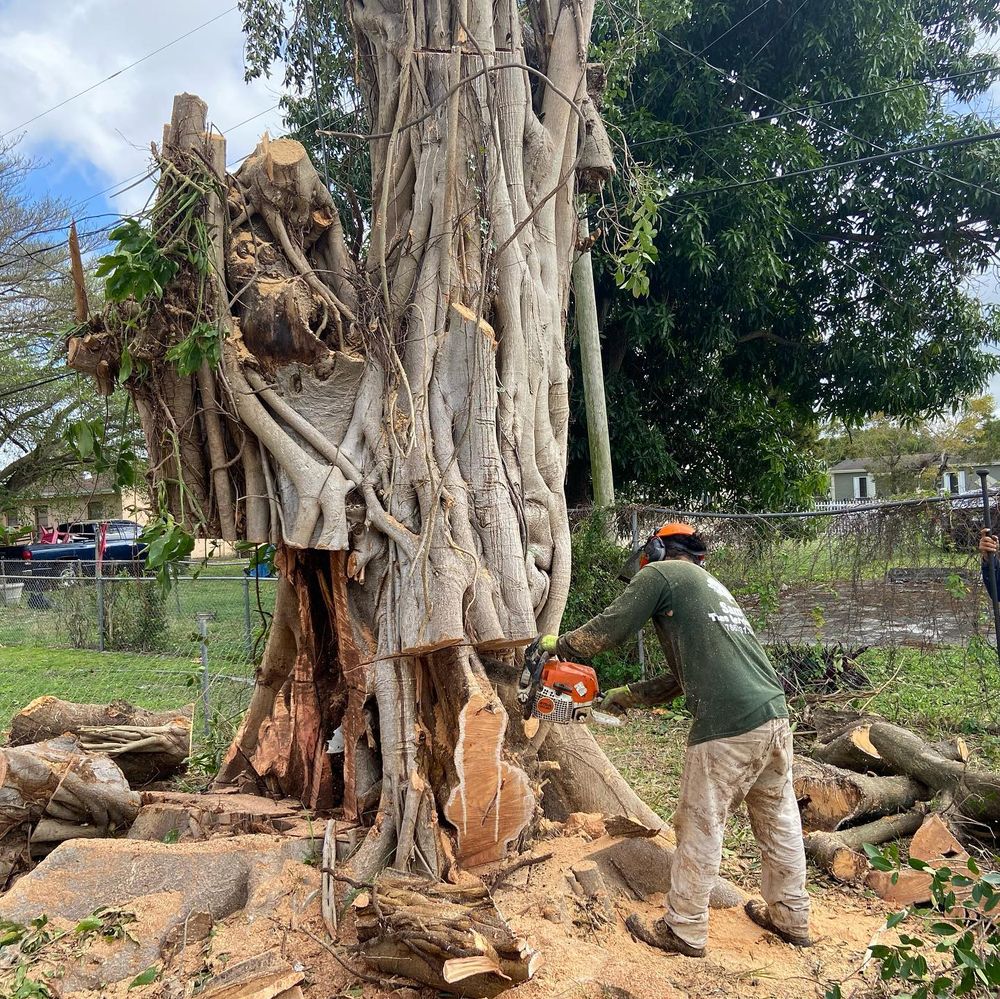 Tree Removal for Sam's Tree Service in Miami Beach,  FL