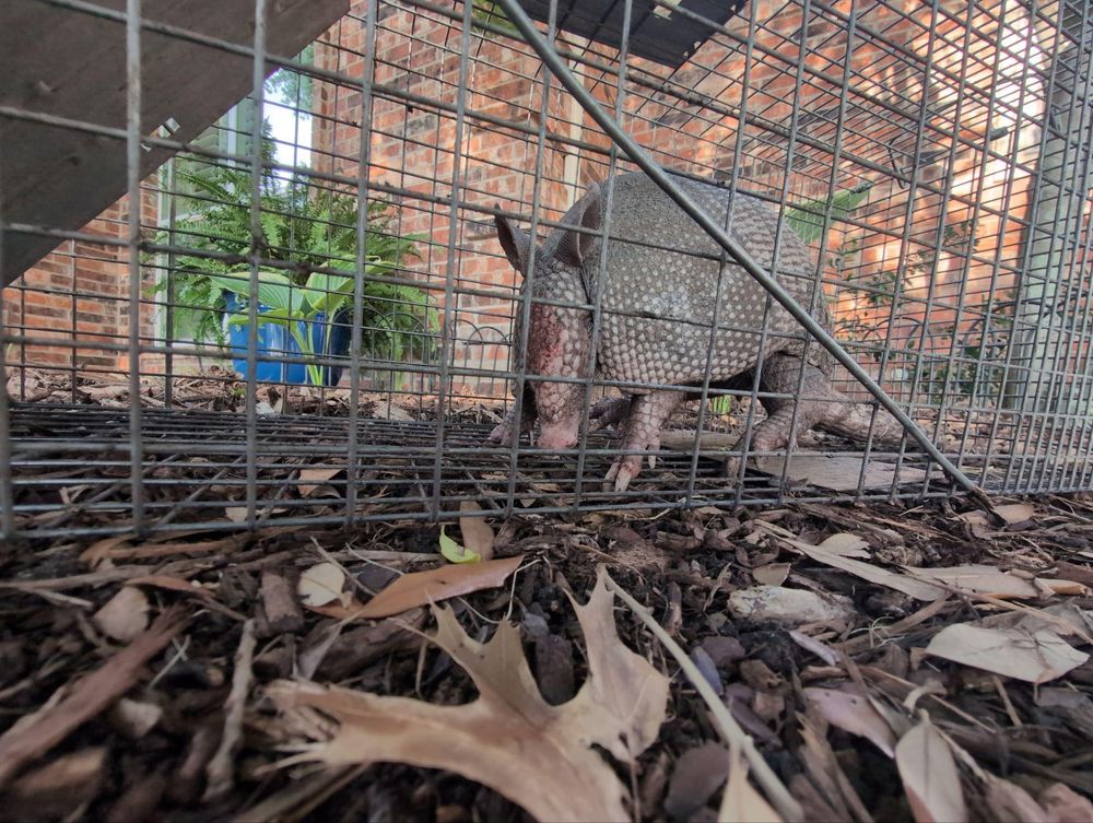 All Photos for Topper's Wildlife Removal in Garland, TX