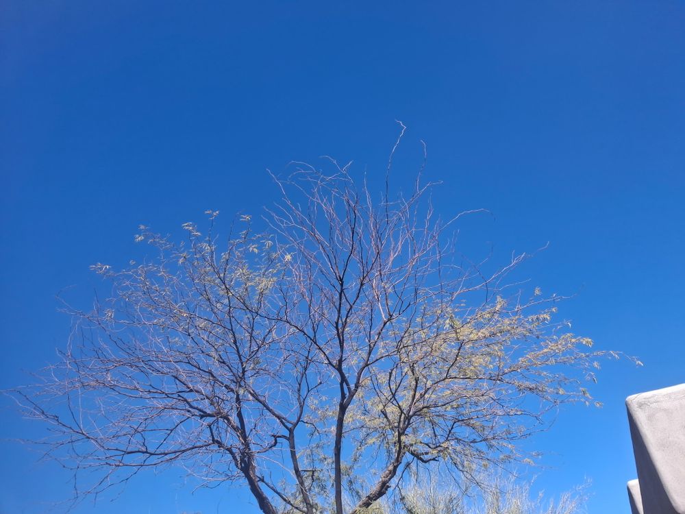 All Photos for Family Landscaping in Phoenix, AZ