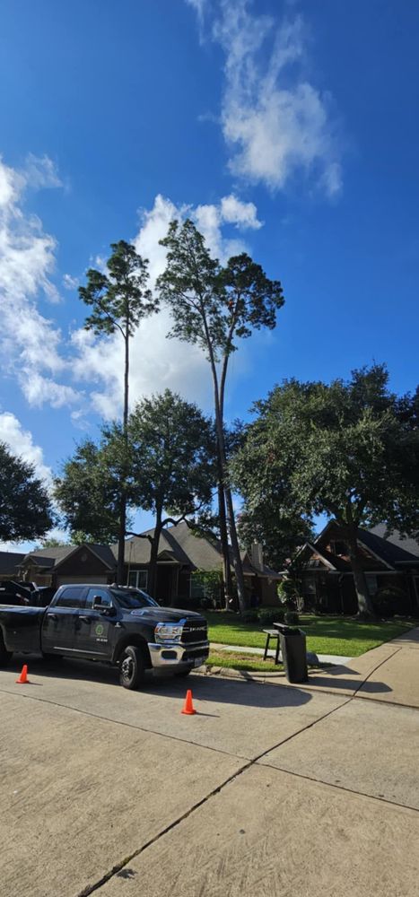 All Photos for Servin's Tree Care  in Houston, TX