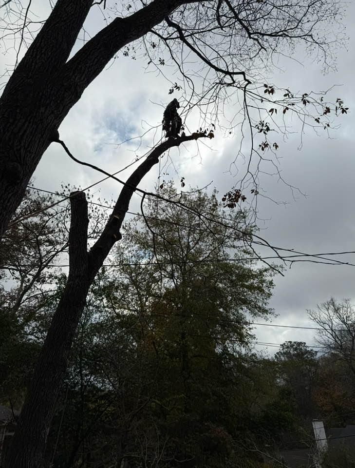 All Photos for T N L - Tree and Land Service in Reynolds, GA