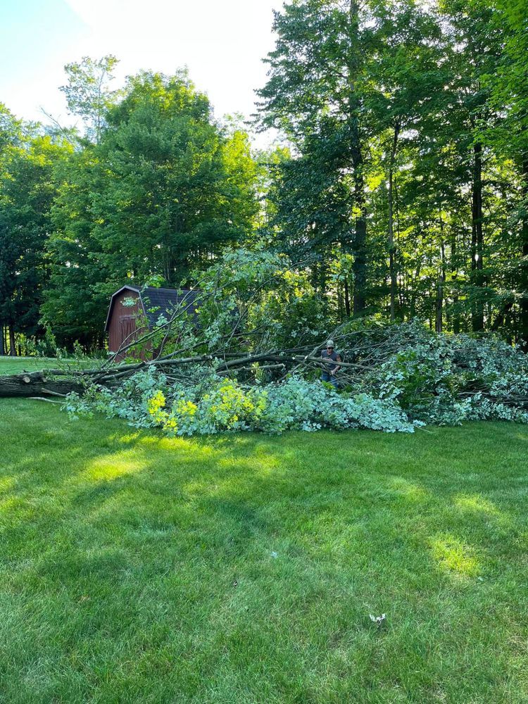 Tree Removal for J&E Tree & Excavation Services in Sandy, PA