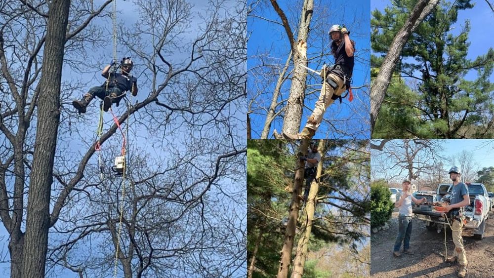 All Photos for D Hale Tree Service in Ann Arbor, MI