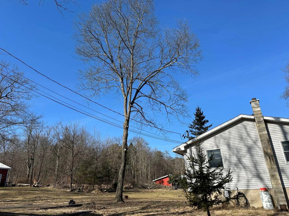 All Photos for All American Tree Services LLC in Dallas, PA