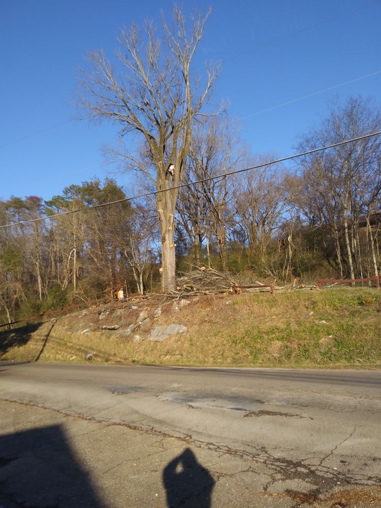 All Photos for Professional Tree Service USA in Chattanooga, TN
