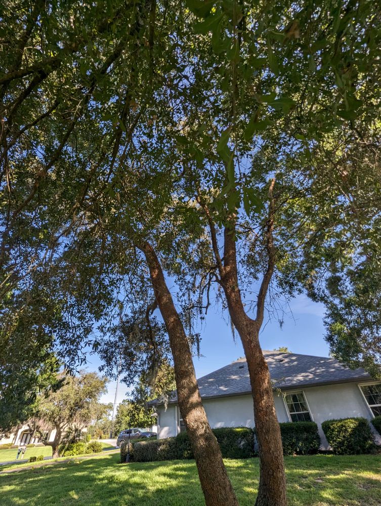 All Photos for Regal Tree Service and Stump Grinding in Wauchula, FL