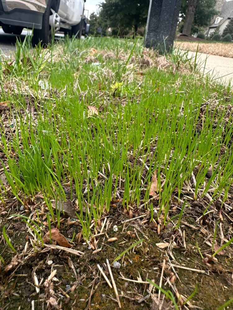 All Photos for Pecina Pine Needles in Monroe, NC