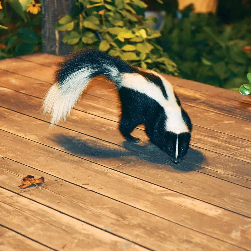 Our expert Skunks service provides safe, humane removal and prevention solutions, protecting your home from unwanted skunk invasions while ensuring minimal disruption to the surrounding wildlife and environment. for The Critter Crew in DFW, TX