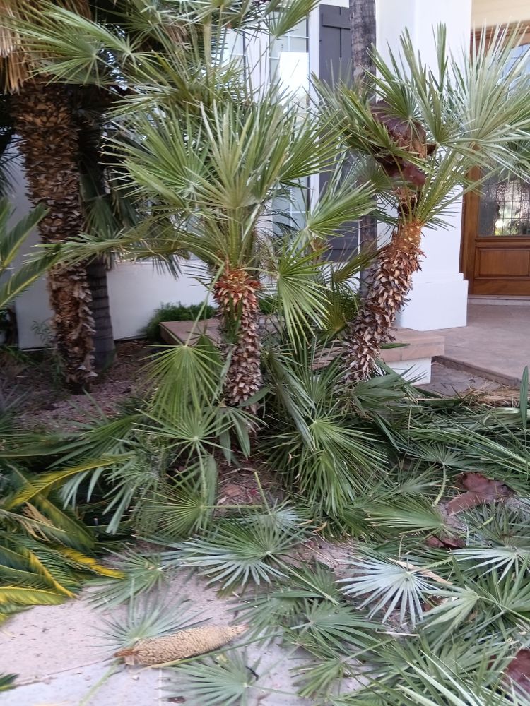 All Photos for Family Landscaping in Phoenix, AZ