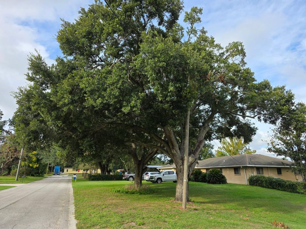 All Photos for Bay Area Bobcat in Riverview, FL