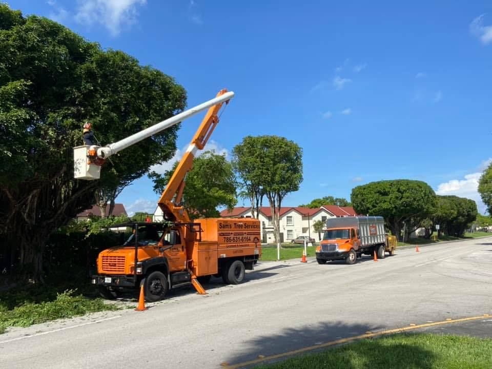 All Photos for Sam's Tree Service in Miami Beach,  FL