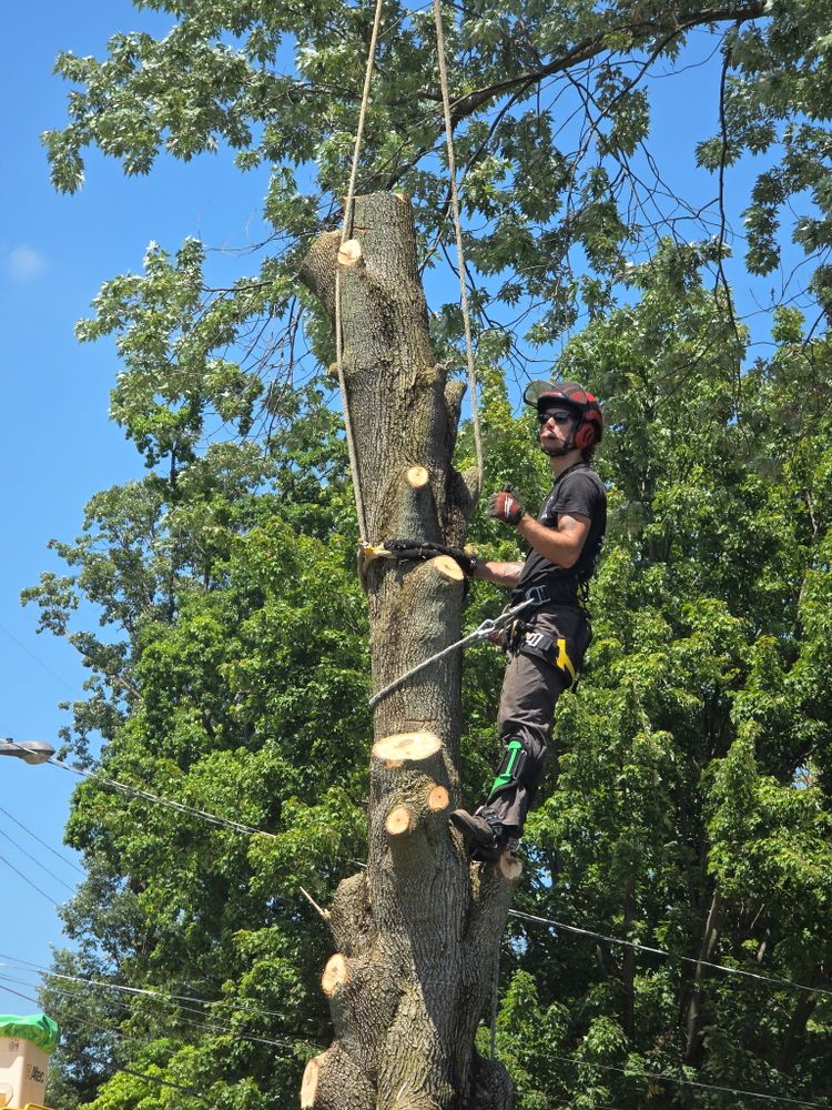 All Photos for Down To Earth Tree Service, LLC in Westlake, OH