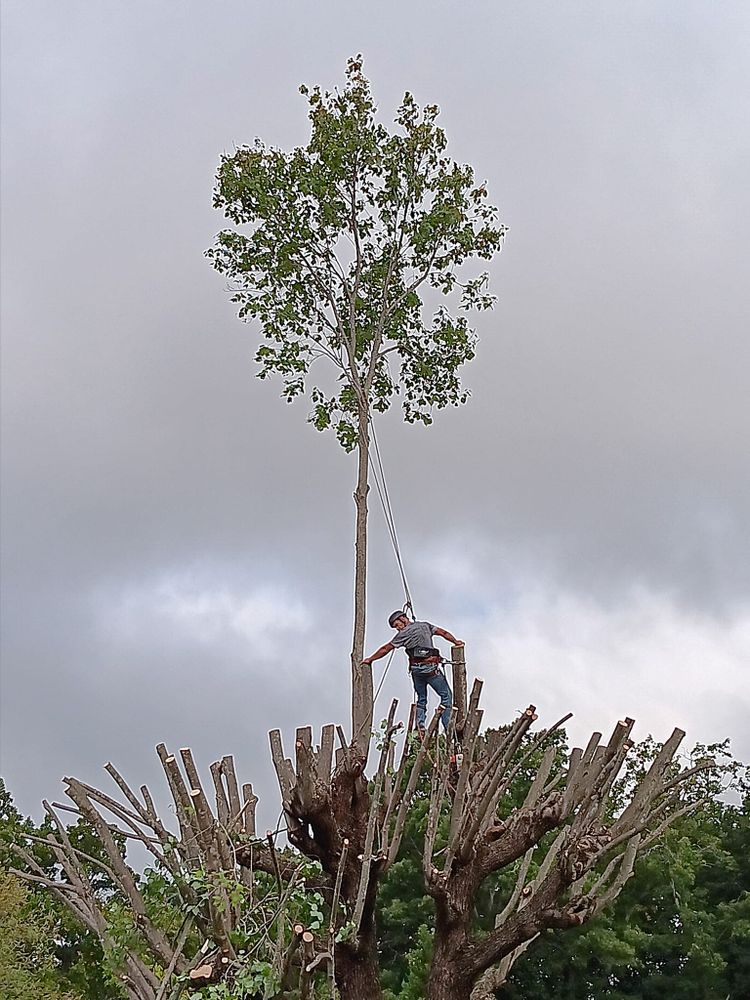 All Photos for The Webster Tree Service in Danville, VA
