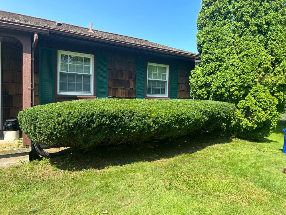 Our Shrub Trimming service ensures your shrubs are professionally pruned, enhancing their shape and appearance, while also maintaining optimal health for long-lasting beauty in your landscape. for S.H. Tree Service LLC in Hilton, NY