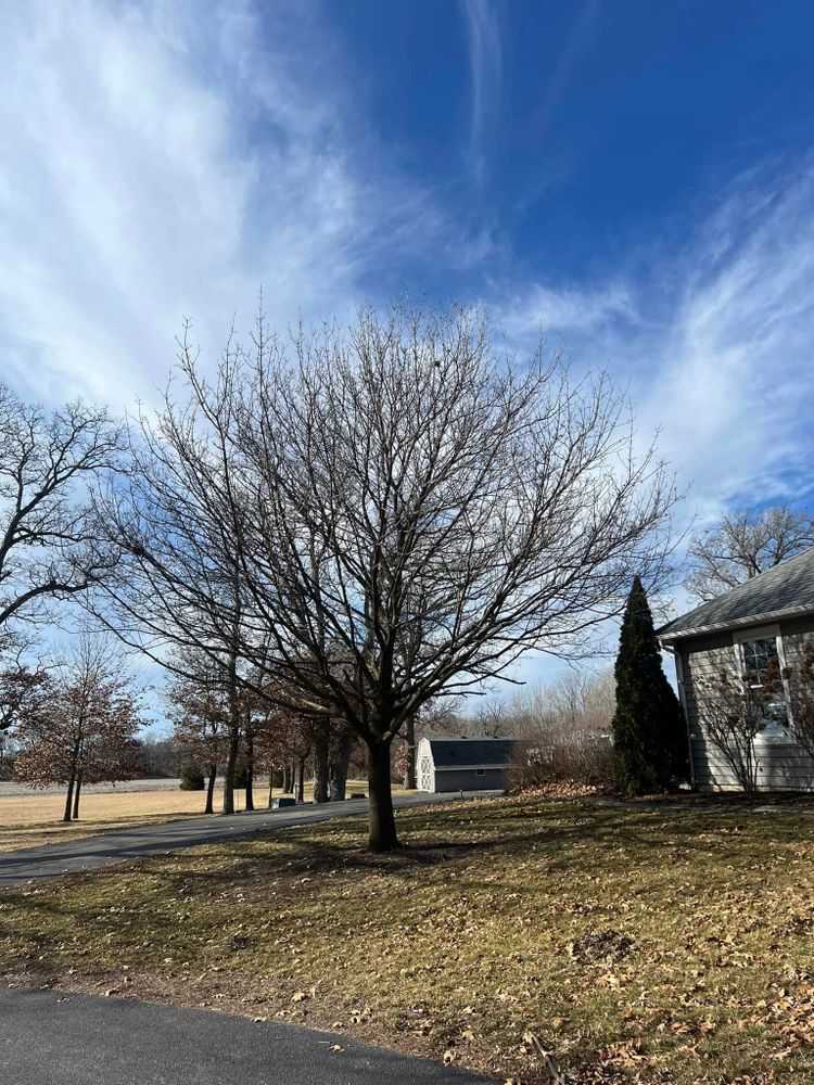 Enhance your property's safety and beauty with our professional Tree Trimming service, expertly shaping and maintaining healthy trees while removing hazardous branches, ensuring optimal growth and aesthetic appeal for your landscape. for Hunnicutt’s Tree Service L.L.C. in Monticello, IN