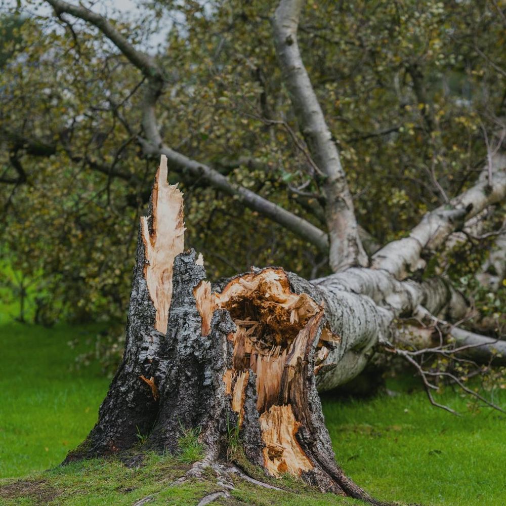 All Photos for Oakwood Tree Removal LLC in Oak Creek,  WI