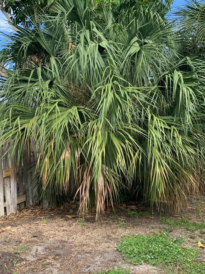 All Photos for Space Coast Property Maintenance and Management LLC in Melbourne, FL