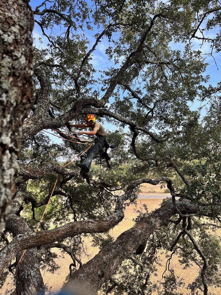 Our tree pruning service enhances the health, aesthetics, and safety of your trees by removing dead or overgrown branches. Trust our skilled arborists to expertly shape and maintain your trees. for Camerons Stump Grinding & Tree Services in Austin, TX