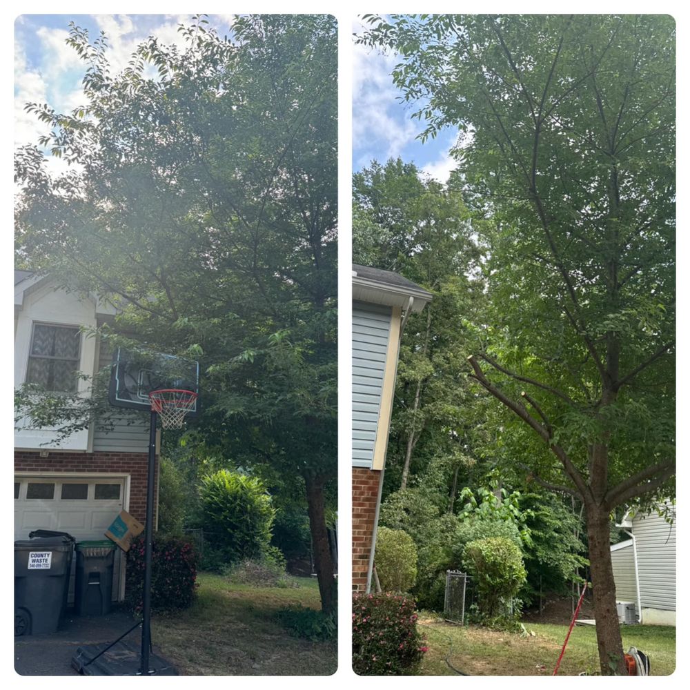 All Photos for Branch Out Tree Care LLC in Fredericksburg, VA