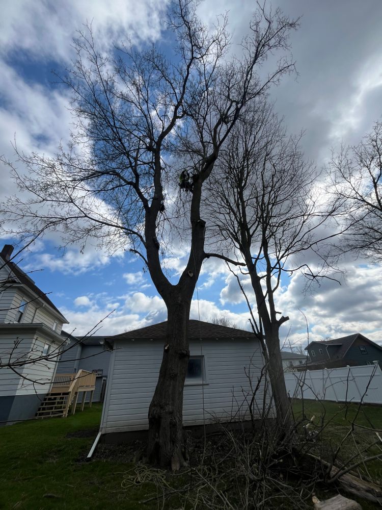 Tree Removal for Licensed to Cut Tree Service in Athens, PA