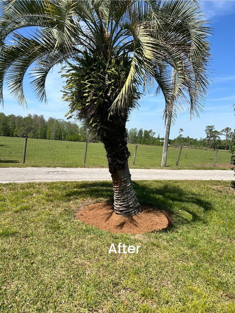 Tree Removal for Greene Acres Stump Grinding in Plant City, FL