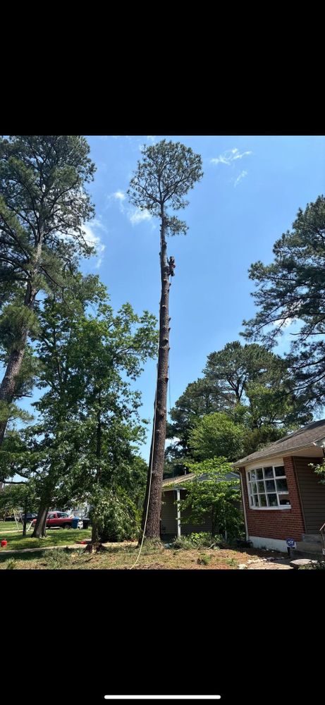 All Photos for Tidewater Tree Service in Chesapeake, VA