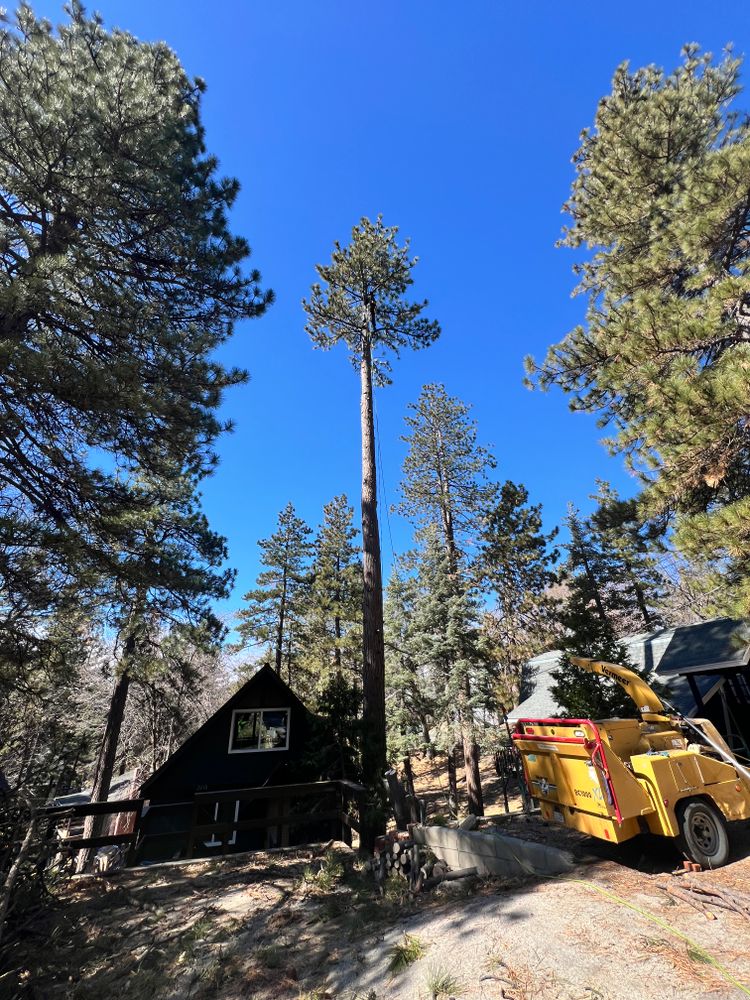 All Photos for Poseidon Valley Tree Service Corp in San Bernardino, CA