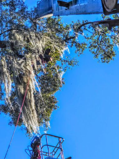 All Photos for Near Me Tree Service, Inc. in DeLand, FL