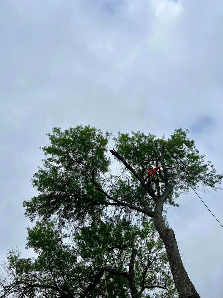 Tree Removal for Z’s Trees LLC in Grey Forest, TX