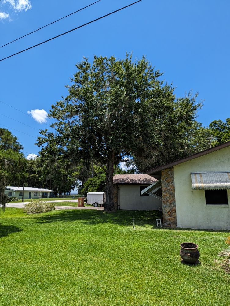 All Photos for Regal Tree Service and Stump Grinding in Wauchula, FL