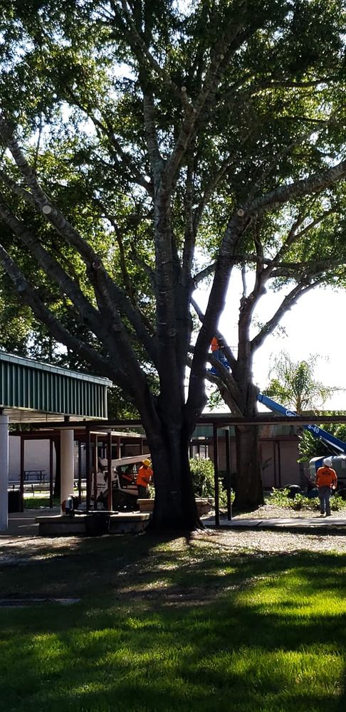 Tree Removal for Daniel Hickey’s Tree Service in DeLand, FL